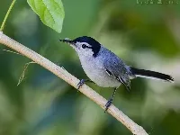 Polioptila plumbea