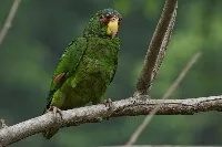 Amazona albifrons