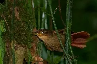 Automolus ochrolaemus