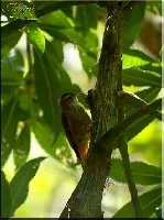 Margarornis rubiginosus