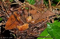 Hylopezus perspicillatus