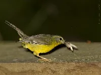 Basileuterus culicivorus