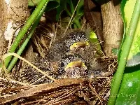 Zonotrichia capensis