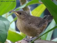 Troglodytes musculus