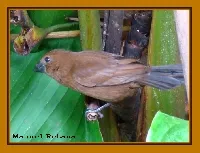 Cyanocompsa cyanoides