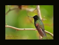 Eupherusa nigriventris