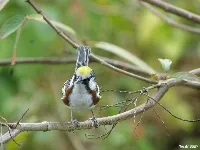 Setophaga pensylvanica