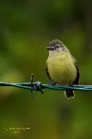 Camptostoma obsoletum