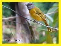 Eucometis penicillata