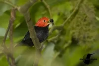 Ceratopipra mentalis