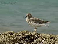 Calidris virgata