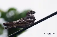 Chordeiles acutipennis