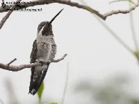 Heliomaster constantii