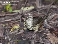 Parkesia noveboracensis