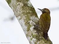 Leucononotopicus fumigatus