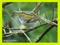 Setophaga pensylvanica