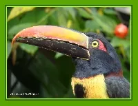 Pteroglossus frantzii