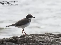 Charadrius semipalmatus