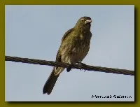 Saltator striatipectus