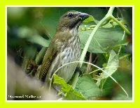 Saltator striatipectus