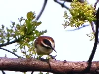 Campylorhynchus capistratus