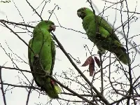 Amazona auropalliata