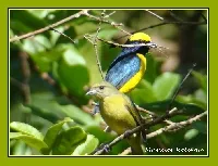 Euphonia luteicapilla