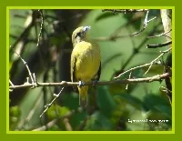 Euphonia luteicapilla