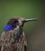 Colibri delphinae