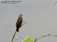 Rostrhamus sociabilis