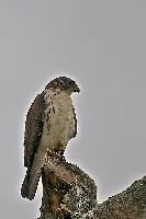 Buteo brachyurus