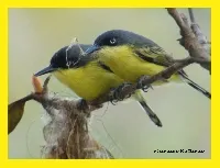 Todirostrum cinereum