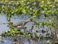 Tringa solitaria