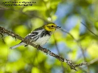 Setophaga virens