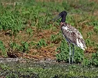 Jabiru mycteria