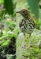 Hylocichla mustelina