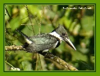 Chloroceryle amazona