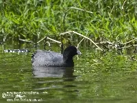 Fulica americana