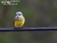 Tyrannus melancholicus