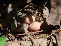 Nyctidromus albicollis