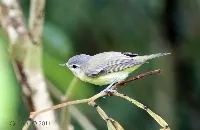 Oreothlypis peregrina