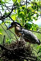 Cochlearius cochlearius