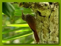 Lepidocolaptes souleyetii