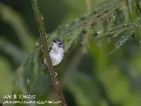 Myiornis atricapillus