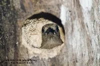 Melanerpes hoffmannii