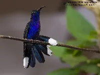 Campylopterus hemileucurus