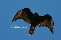 Buteo albonotatus