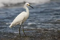 Egretta thula