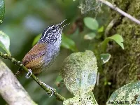 Henicorhina leucophrys