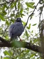 Geranospiza caerulescens